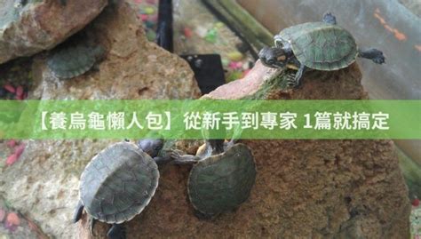 烏龜養幾隻最好|【養烏龜懶人包】：從新手到專家，1篇就搞定